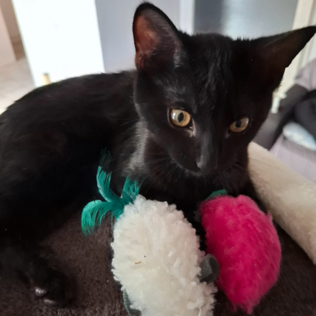 Photo of Blackberry Meet Me @Petstock Chelsea Store