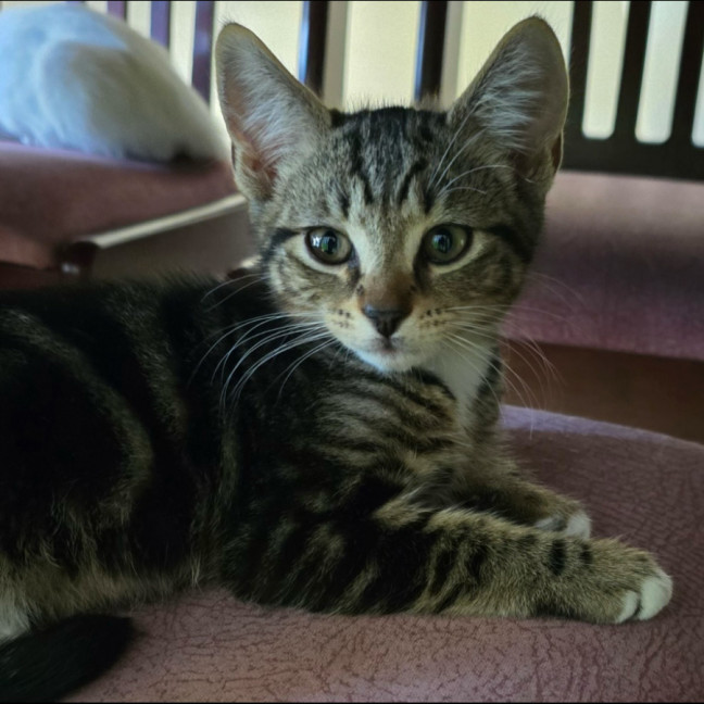 Photo of Neko Meet Me@Petstock Carrum Downs