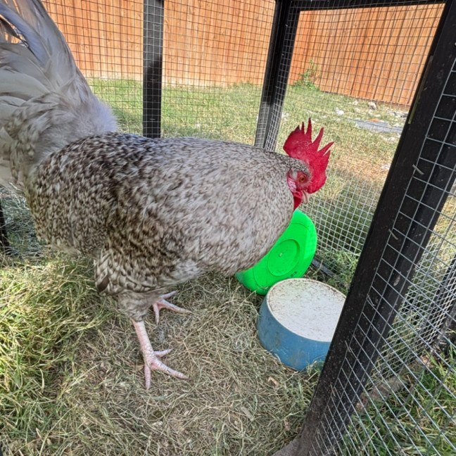 Photo of Wendy The Rooster