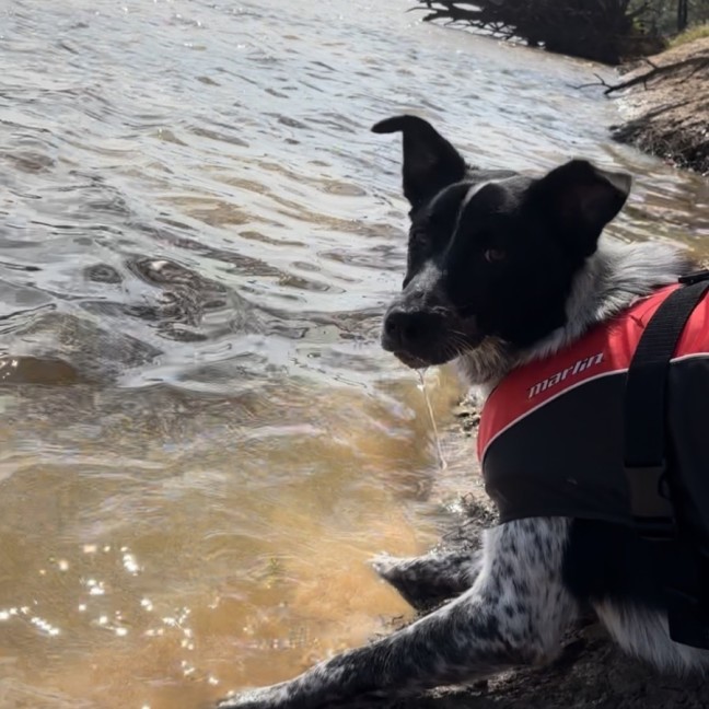 Photo of Pip
