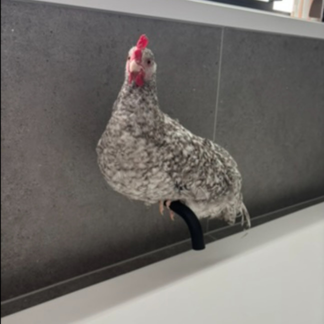 Photo of Wendy The Rooster