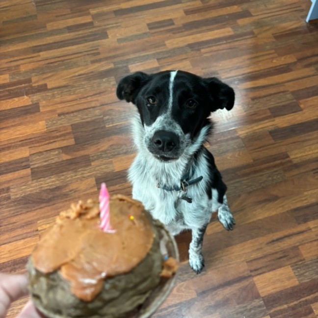 Photo of Pip