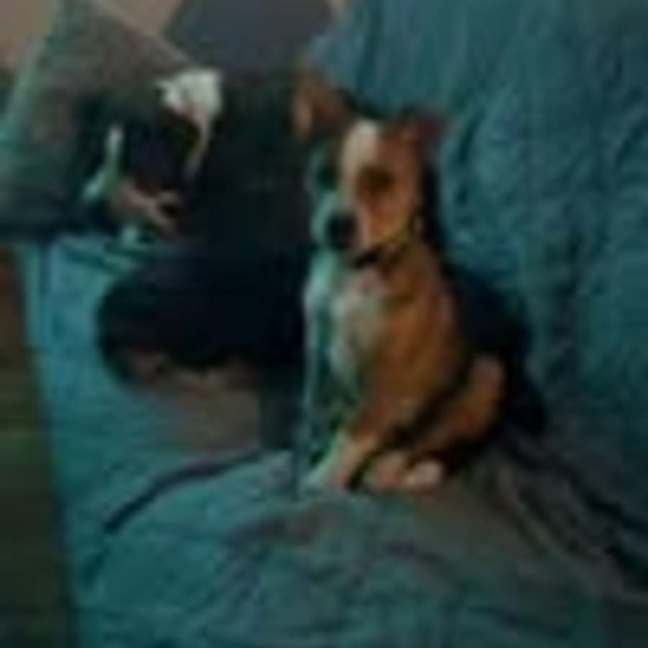 Photo of Ziggy