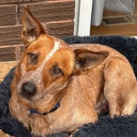 Photo of Champion