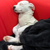 Photo of Snoopy