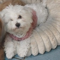 Photo of Maisey