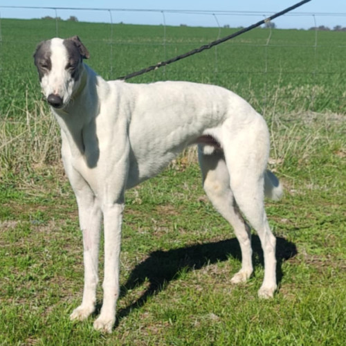 Harlow the Greyhound boy - Greyhound Dog