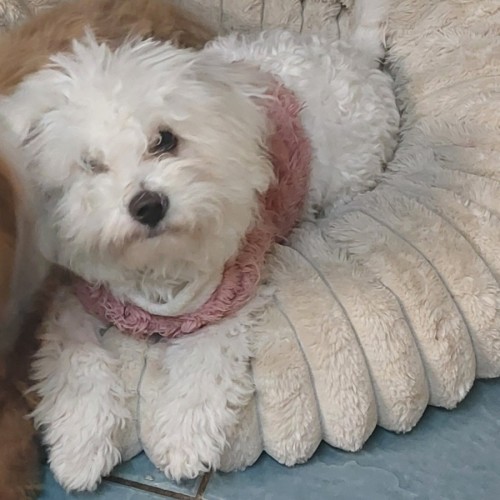 Maisey - Maltese Dog