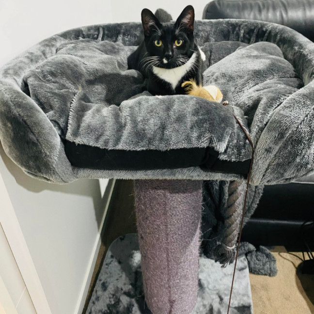 Photo of Binx