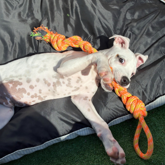 Photo of Snoopy