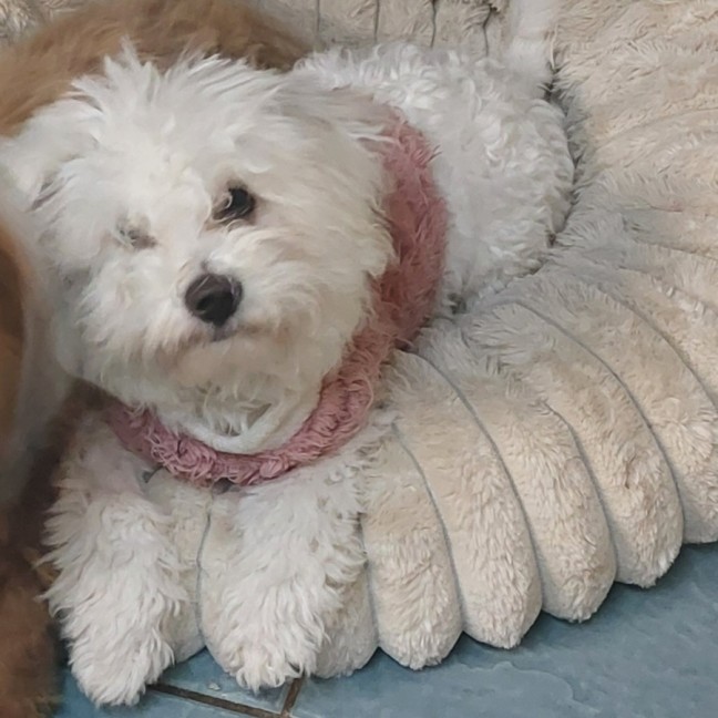 Photo of Maisey