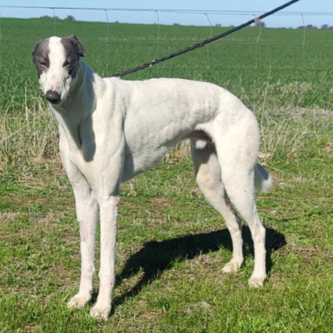 Photo of Harlow The Greyhound Boy