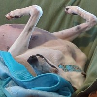 Photo of Patch, The Greyhound