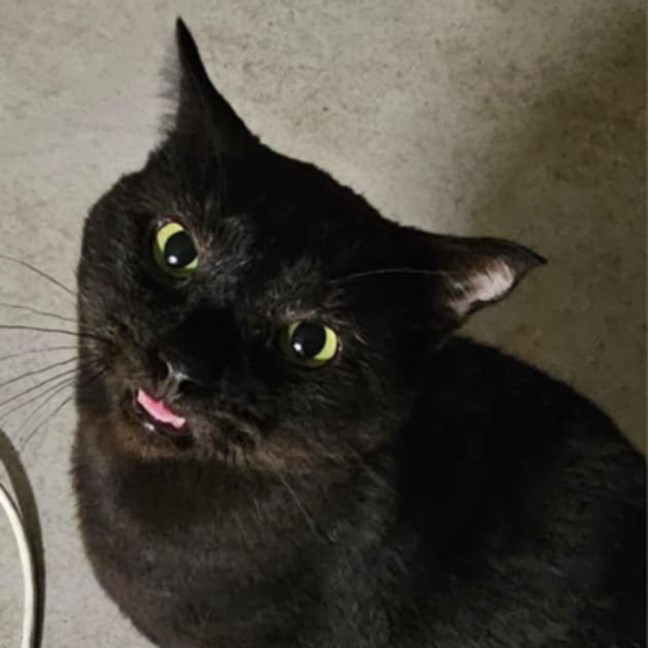 Photo of Midnight
