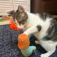 Photo of Pumpkin 