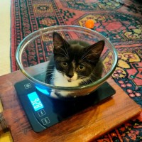Photo of Oreo