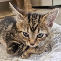 Photo of C1522 Jasmine