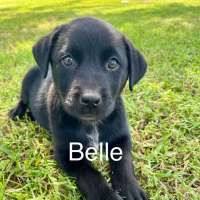 Photo of Belle 