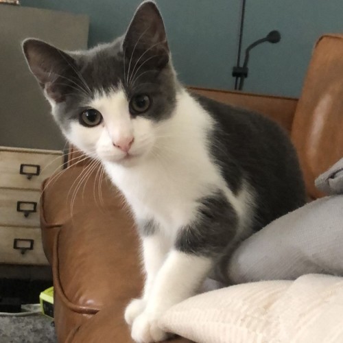 Fish  - Domestic Short Hair (DSH) Cat