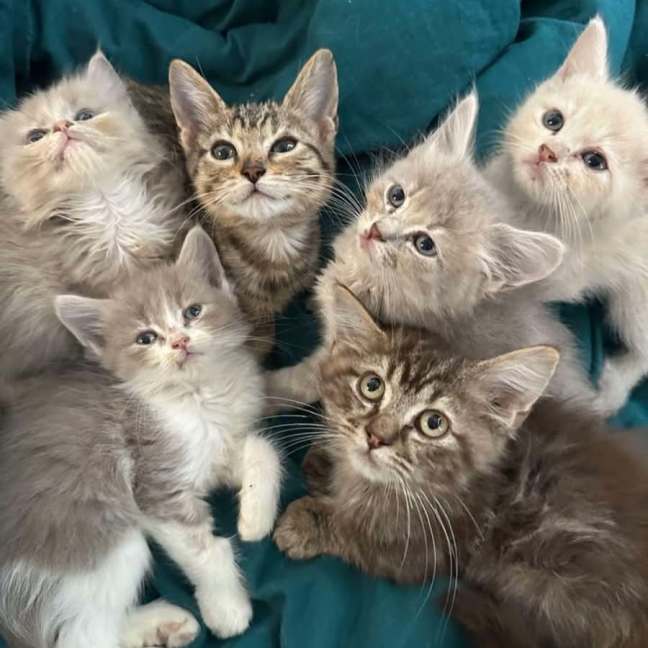 Photo of Tc   Top Cat