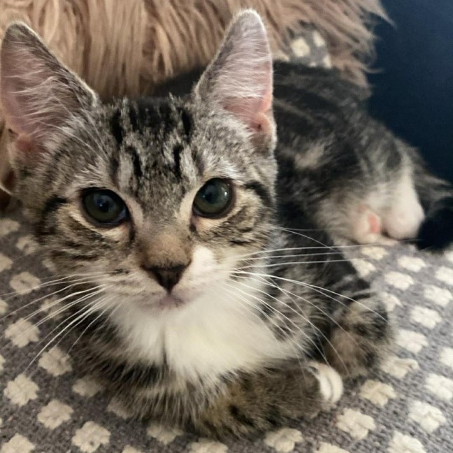 Photo of 🌙 Apollo 🌙