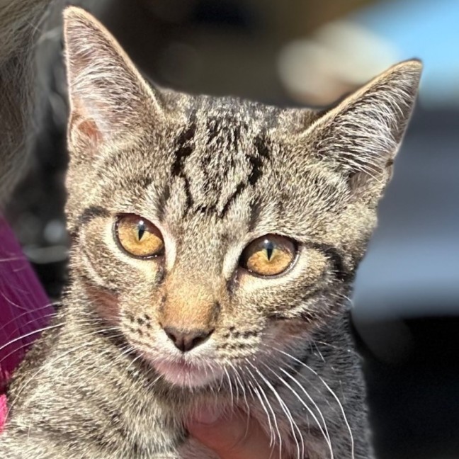 Photo of Silver   Reduced Adoption Fee