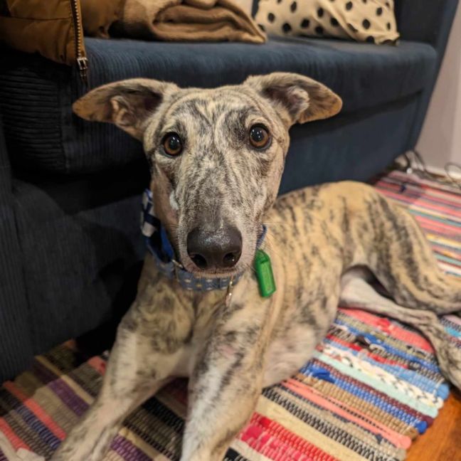 Photo of Luna, The 2 Year Old Greyhound