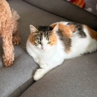 Photo of Nemo