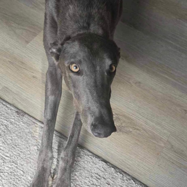 Photo of Hansel, The Blue Greyhound