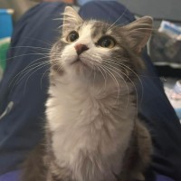 Photo of Renesmee   Meet Me @ Petstock Prahran 29/03