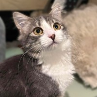 Photo of Renesmee   Meet Me @ Petstock Prahran 29/03