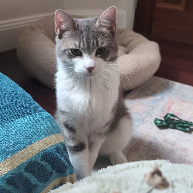 Photo of Chicken Salt