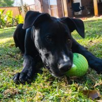 Photo of Bluey