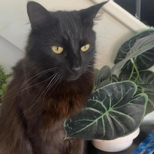 Raffy - Domestic Medium Hair (DMH) Cat