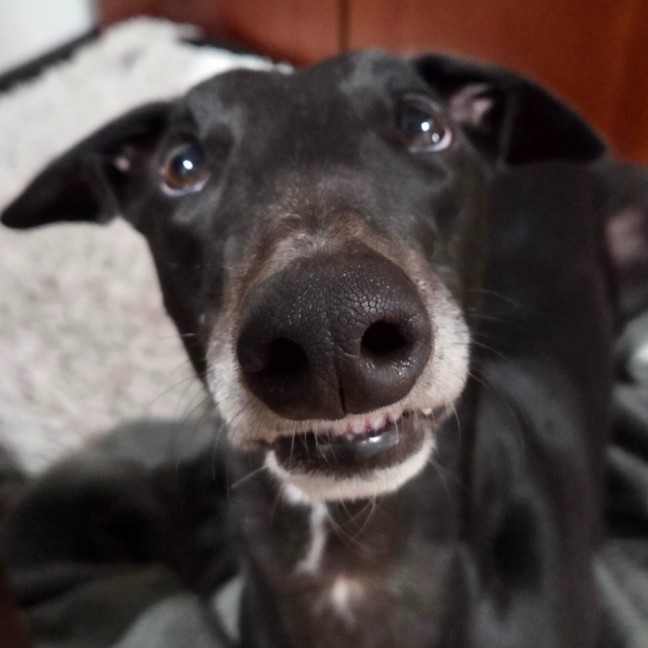 Photo of Merlin