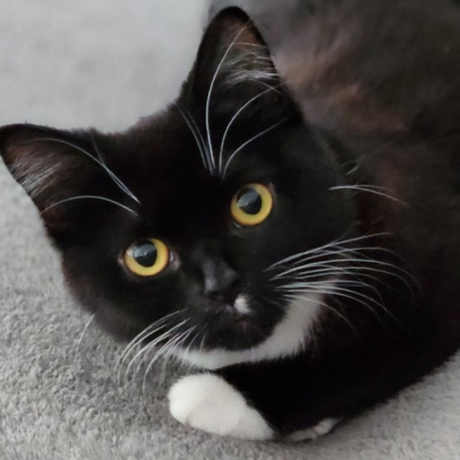 Photo of Lexie ^^Dandy Cat Rescue^^