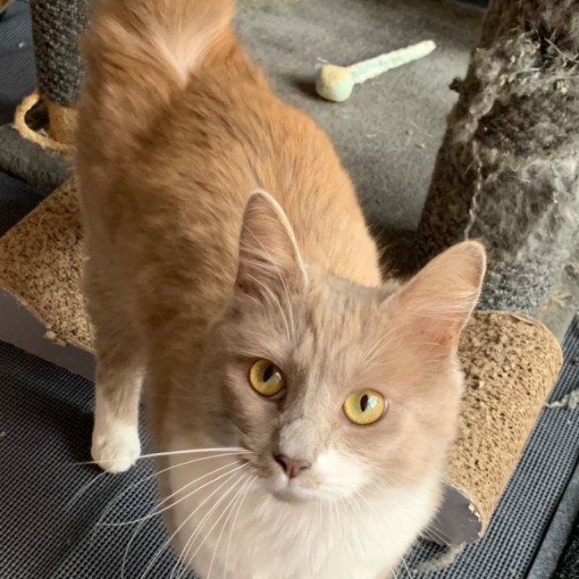 Photo of Bodhi 🦁🥰💙