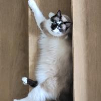 Photo of Smokey