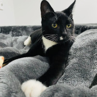 Photo of Binx