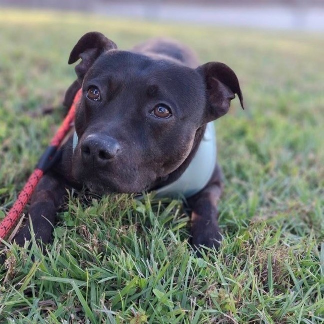 Photo of Zeke *$350 Adoption Fee*