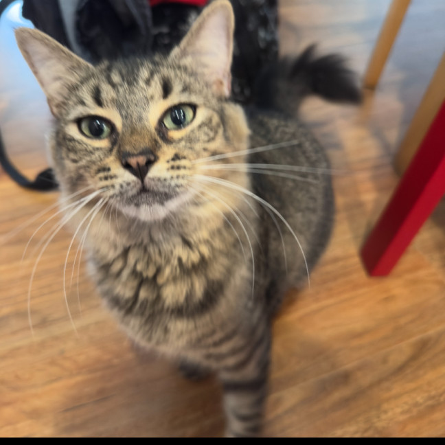 Photo of Spicy (Felice) 