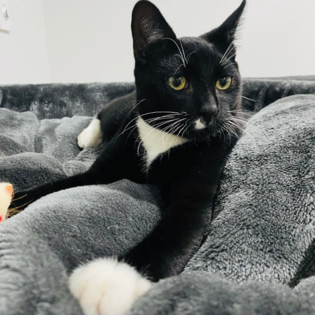 Photo of Binx