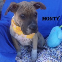 Photo of Monte