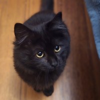 Photo of Meowcolm 