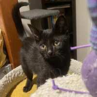 Photo of Blade
