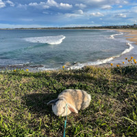 Photo of 🐰 Olive 🐰