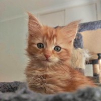 Photo of Sherbert Orange