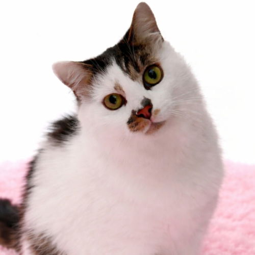 Coco - Domestic Medium Hair (DMH) Cat