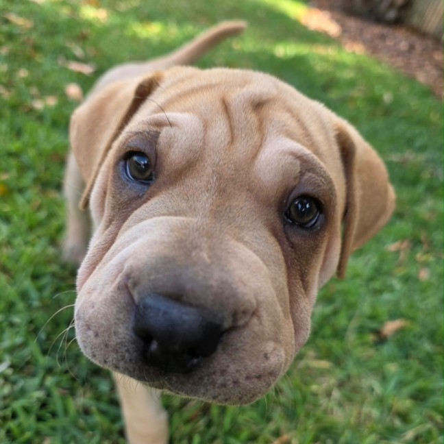 Photo of Stan
