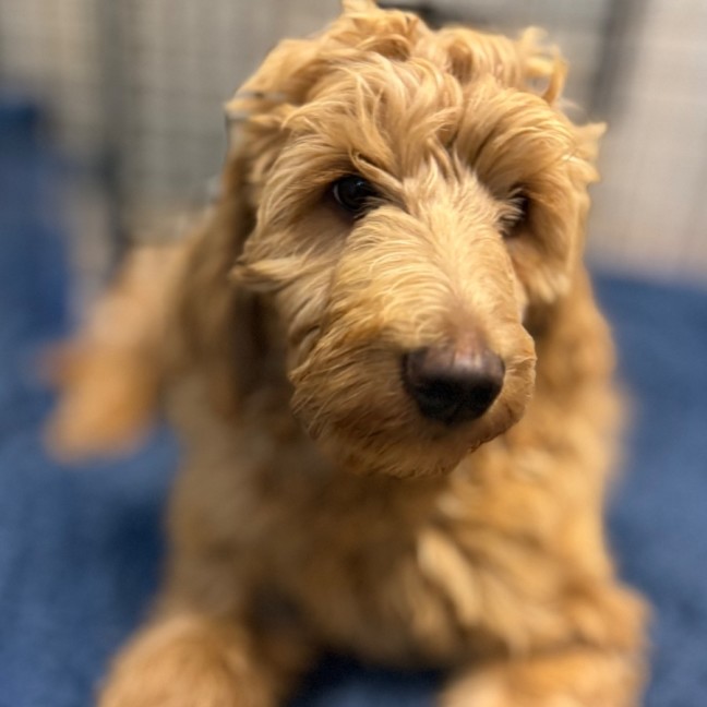 Photo of Trixie